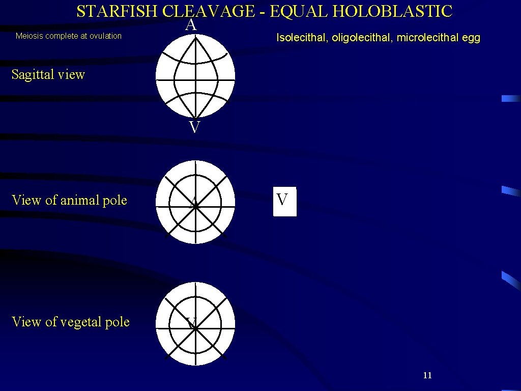 STARFISH CLEAVAGE - EQUAL HOLOBLASTIC A Meiosis complete at ovulation Isolecithal, oligolecithal, microlecithal egg