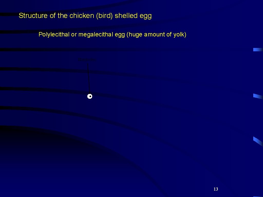 Structure of the chicken (bird) shelled egg Polylecithal or megalecithal egg (huge amount of