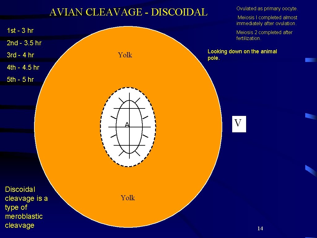 AVIAN CLEAVAGE - DISCOIDAL 1 st - 3 hr Meiosis I completed almost immediately