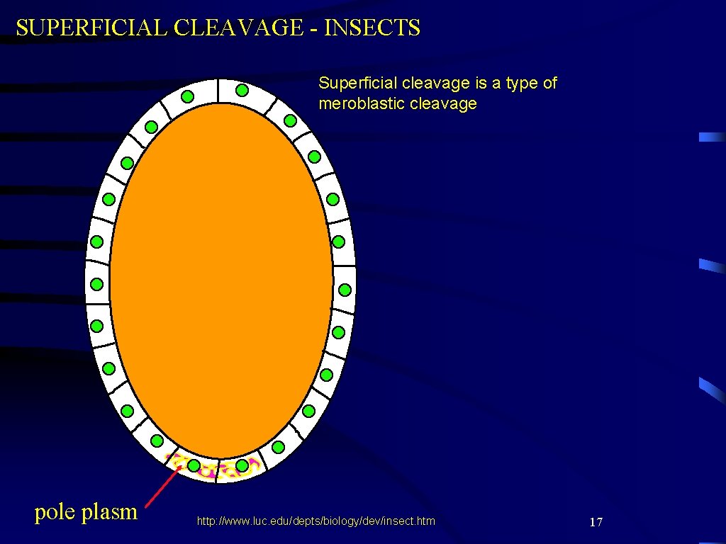 SUPERFICIAL CLEAVAGE - INSECTS Superficial cleavage is a type of meroblastic cleavage pole plasm