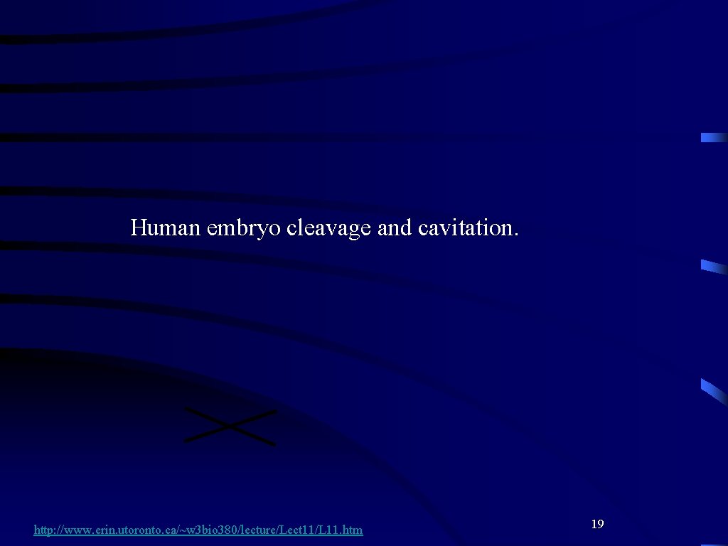 Human embryo cleavage and cavitation. http: //www. erin. utoronto. ca/~w 3 bio 380/lecture/Lect 11/L