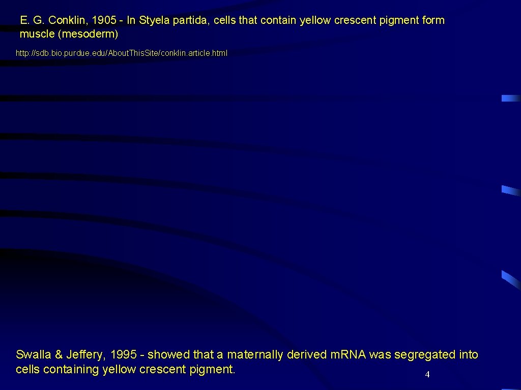 E. G. Conklin, 1905 - In Styela partida, cells that contain yellow crescent pigment