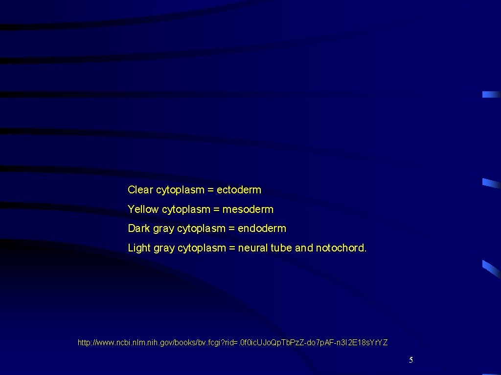Clear cytoplasm = ectoderm Yellow cytoplasm = mesoderm Dark gray cytoplasm = endoderm Light