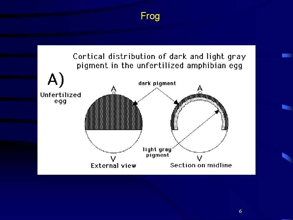 Frog 6 