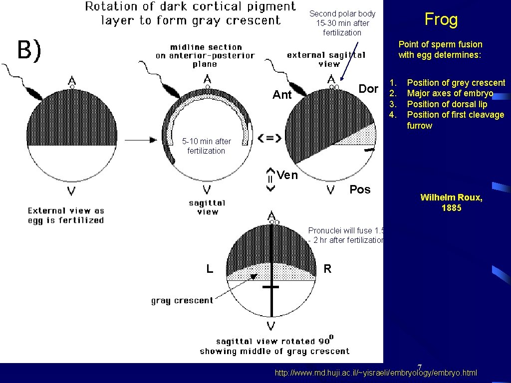 Second polar body 15 -30 min after fertilization Frog Point of sperm fusion with