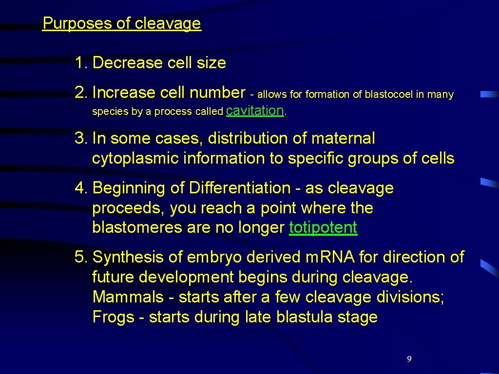 Purposes of cleavage 1. Decrease cell size 2. Increase cell number - allows formation