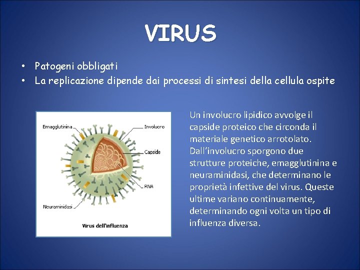 VIRUS • Patogeni obbligati • La replicazione dipende dai processi di sintesi della cellula