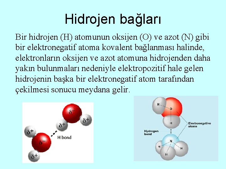 Hidrojen bağları Bir hidrojen (H) atomunun oksijen (O) ve azot (N) gibi bir elektronegatif