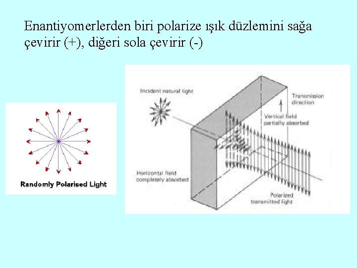 Enantiyomerlerden biri polarize ışık düzlemini sağa çevirir (+), diğeri sola çevirir (-) 