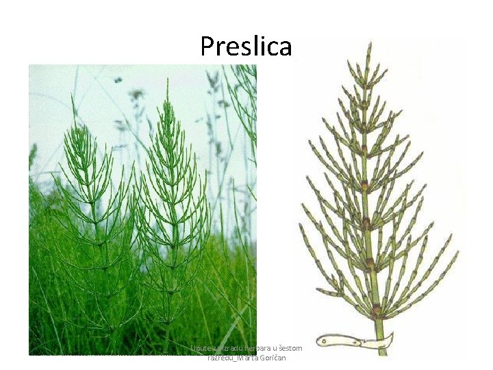 Preslica Upute za izradu herbara u šestom razredu_Marta Goričan 