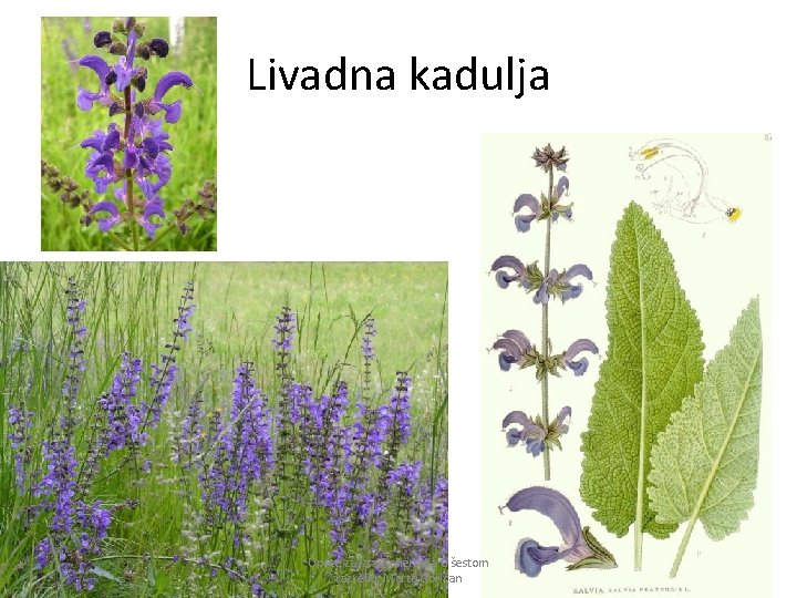 Livadna kadulja Upute za izradu herbara u šestom razredu_Marta Goričan 