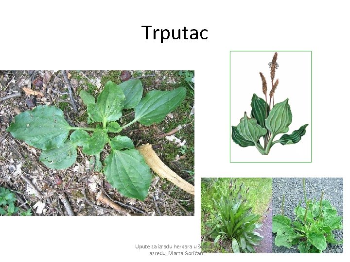 Trputac Upute za izradu herbara u šestom razredu_Marta Goričan 