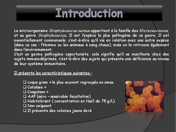 Introduction Le microorganisme Staphylococcus aureus appartient à la famille des Micrococcaceae, et au genre