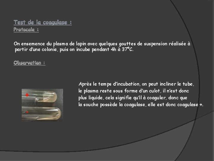 Test de la coagulase : On ensemence du plasma de lapin avec quelques gouttes