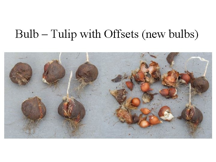 Bulb – Tulip with Offsets (new bulbs) 