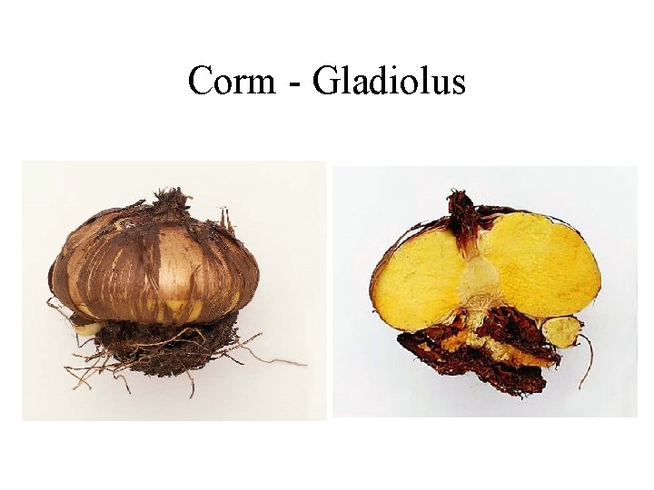 Corm - Gladiolus 