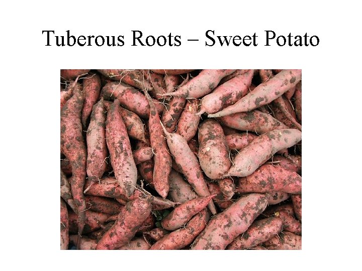 Tuberous Roots – Sweet Potato 