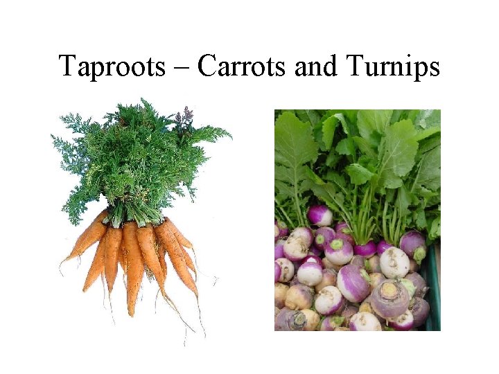 Taproots – Carrots and Turnips 