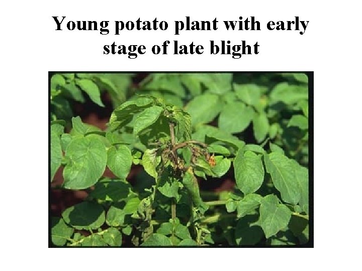 Young potato plant with early stage of late blight 