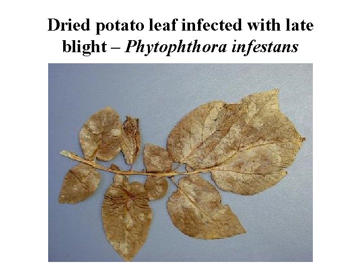 Dried potato leaf infected with late blight – Phytophthora infestans 