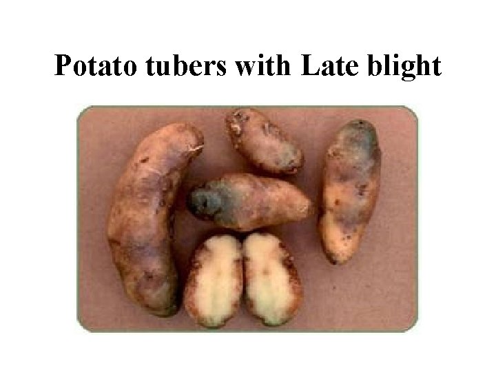 Potato tubers with Late blight 