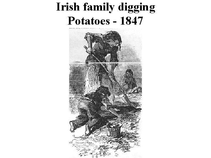 Irish family digging Potatoes - 1847 
