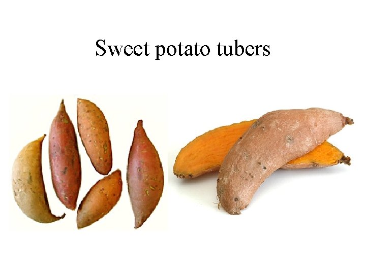 Sweet potato tubers 