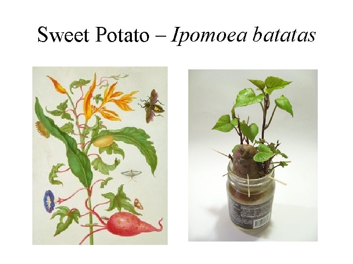 Sweet Potato – Ipomoea batatas 
