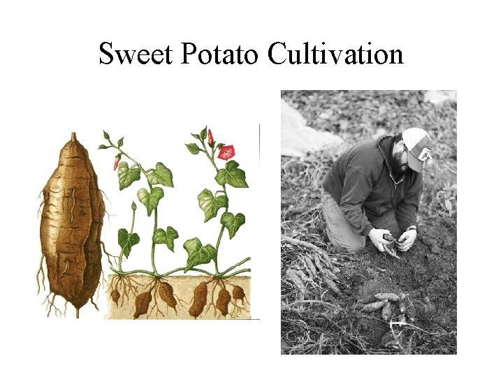 Sweet Potato Cultivation 