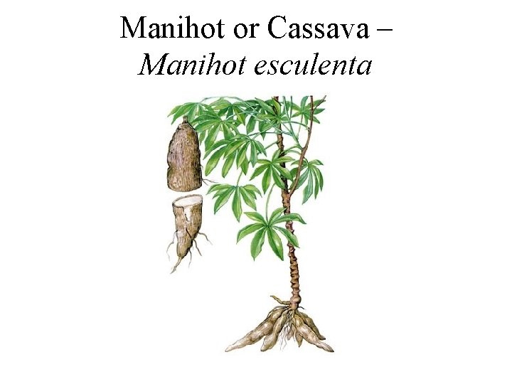 Manihot or Cassava – Manihot esculenta 