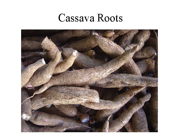 Cassava Roots 