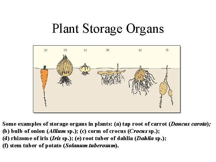 Plant Storage Organs Some examples of storage organs in plants: (a) tap root of