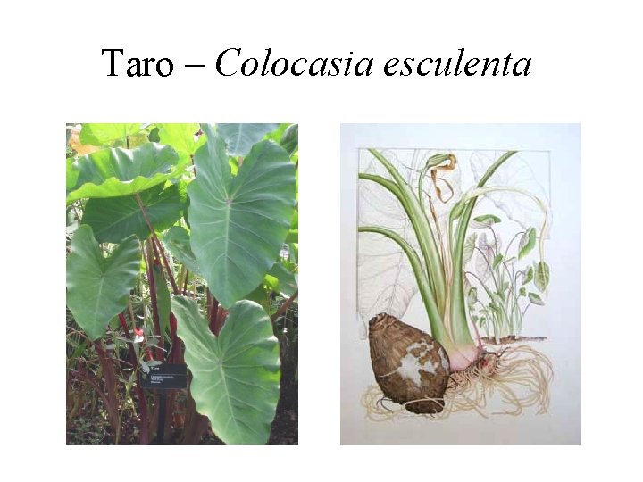 Taro – Colocasia esculenta 