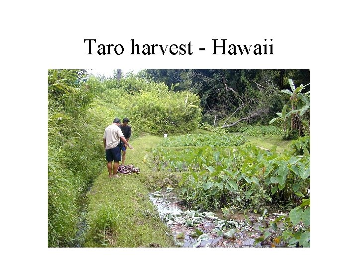 Taro harvest - Hawaii 