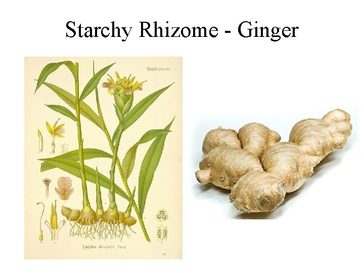 Starchy Rhizome - Ginger 