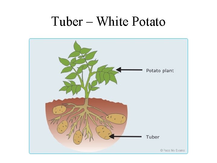 Tuber – White Potato 
