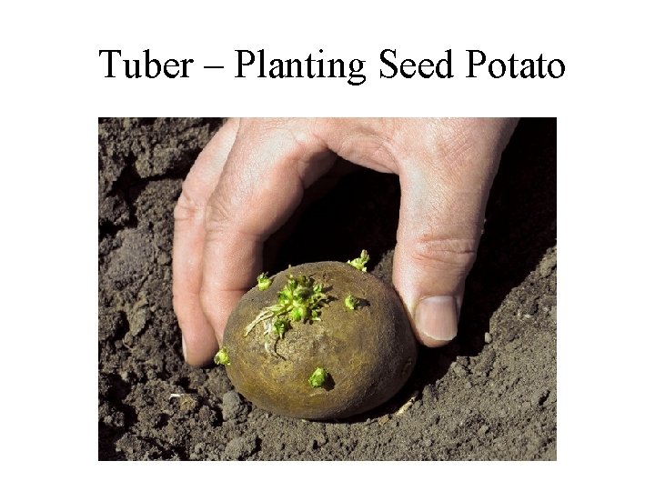 Tuber – Planting Seed Potato 