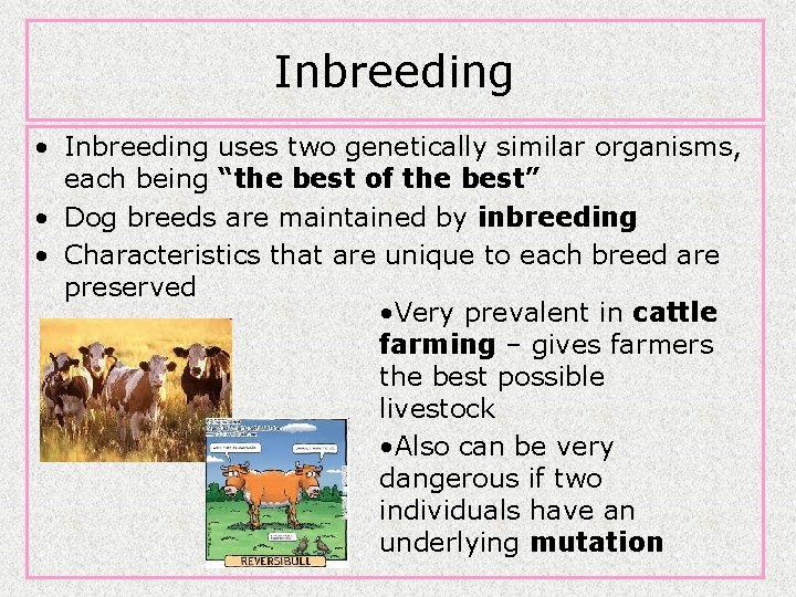 Inbreeding • Inbreeding uses two genetically similar organisms, each being “the best of the