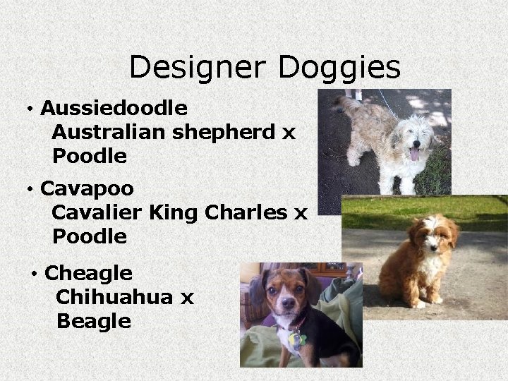 Designer Doggies • Aussiedoodle Australian shepherd x Poodle • Cavapoo Cavalier King Charles x