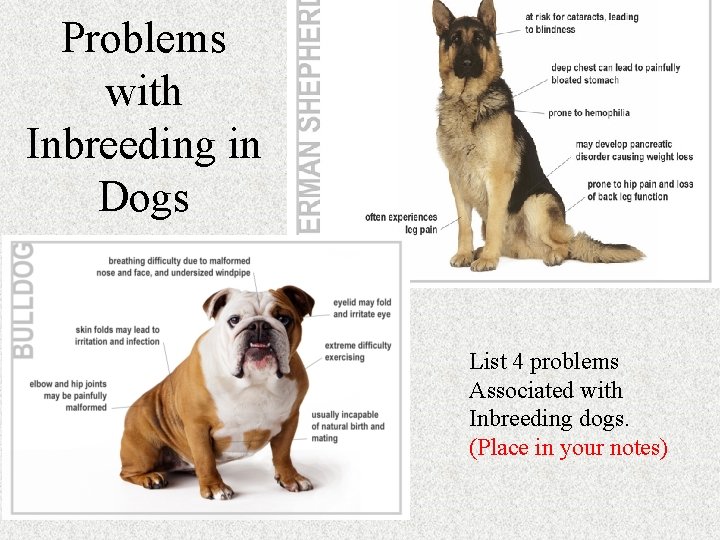 Problems with Inbreeding in Dogs List 4 problems Associated with Inbreeding dogs. (Place in