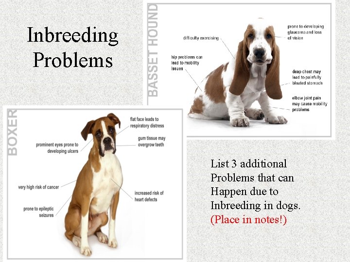 Inbreeding Problems List 3 additional Problems that can Happen due to Inbreeding in dogs. Inbreeding Problems List 3 additional Problems that can Happen due to Inbreeding in dogs.