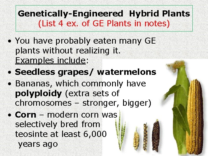 Genetically-Engineered Hybrid Plants (List 4 ex. of GE Plants in notes) • You have