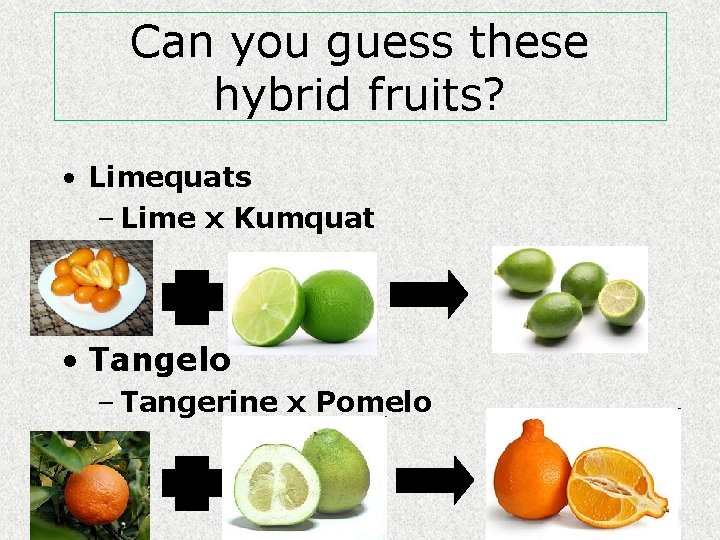 Can you guess these hybrid fruits? • Limequats – Lime x Kumquat • Tangelo