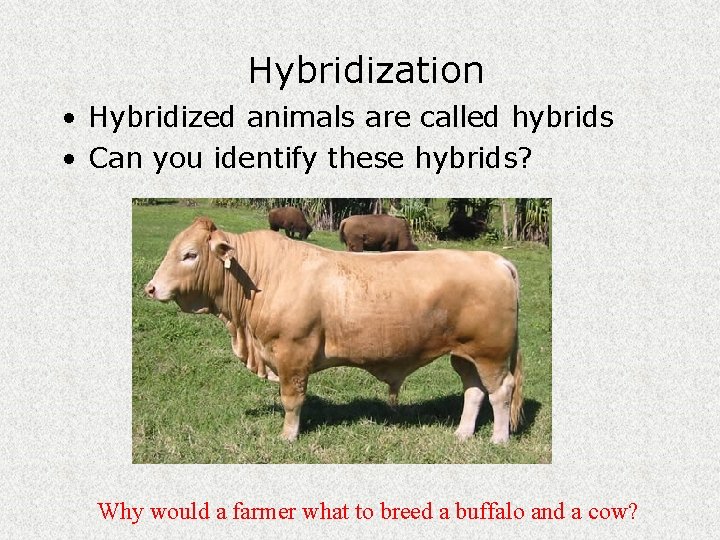 Hybridization • Hybridized animals are called hybrids • Can you identify these hybrids? Why Hybridization • Hybridized animals are called hybrids • Can you identify these hybrids? Why