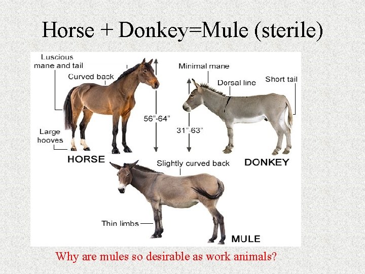 Horse + Donkey=Mule (sterile) Why are mules so desirable as work animals? Horse + Donkey=Mule (sterile) Why are mules so desirable as work animals?