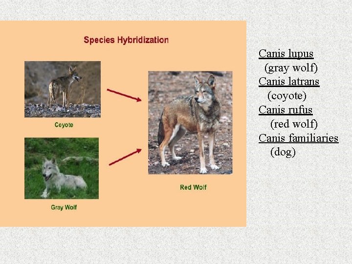 Canis lupus (gray wolf) Canis latrans (coyote) Canis rufus (red wolf) Canis familiaries (dog)