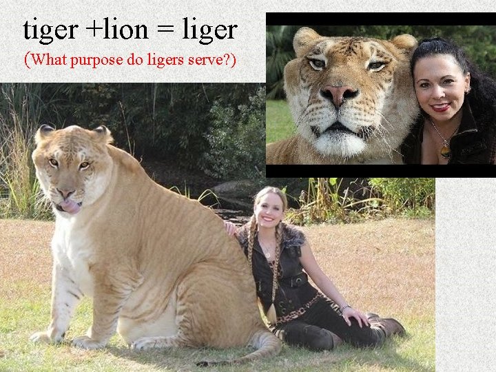 tiger +lion = liger (What purpose do ligers serve? ) tiger +lion = liger (What purpose do ligers serve? )
