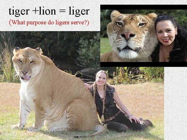 tiger +lion = liger (What purpose do ligers serve? ) 