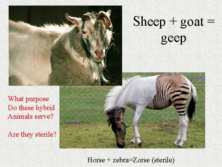 Sheep + goat = geep What purpose Do these hybrid Animals serve? Are they