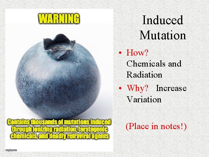 Induced Mutation • How? Chemicals and Radiation • Why? Increase Variation (Place in notes!)